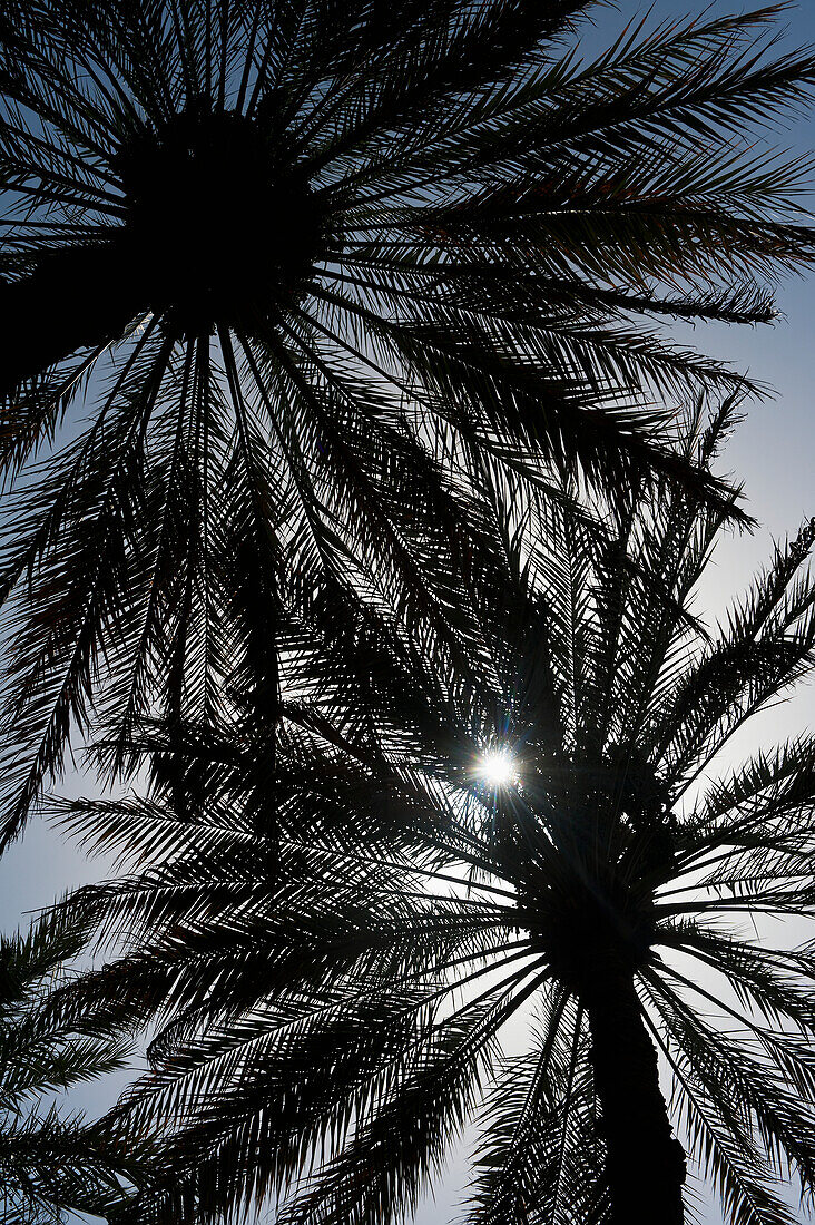 Silhouette Of Date Palm Trees In Oasis,Al Ain,Abu Dhabi,United Arab Emirates