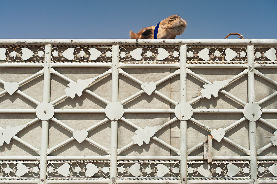 Kamel auf dem Rücken eines Pick-ups auf dem Kamelmarkt, Al Ain, Abu Dhabi, Vereinigte Arabische Emirate