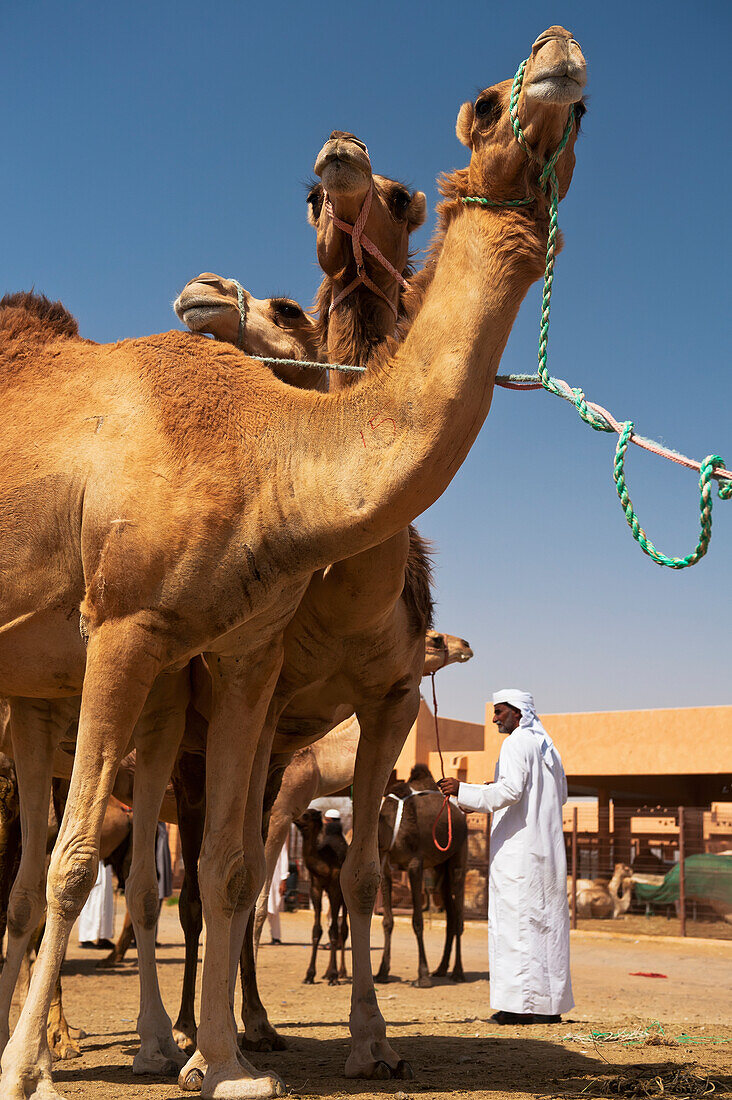 Kamele zu verkaufen auf dem Kamelmarkt,Al Ain,Abu Dhabi,Vereinigte Arabische Emirate