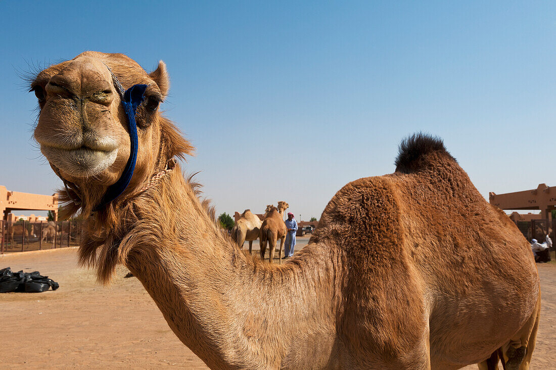 Kamel auf dem Kamelmarkt, Nahaufnahme, Al Ain, Abu Dhabi, Vereinigte Arabische Emirate