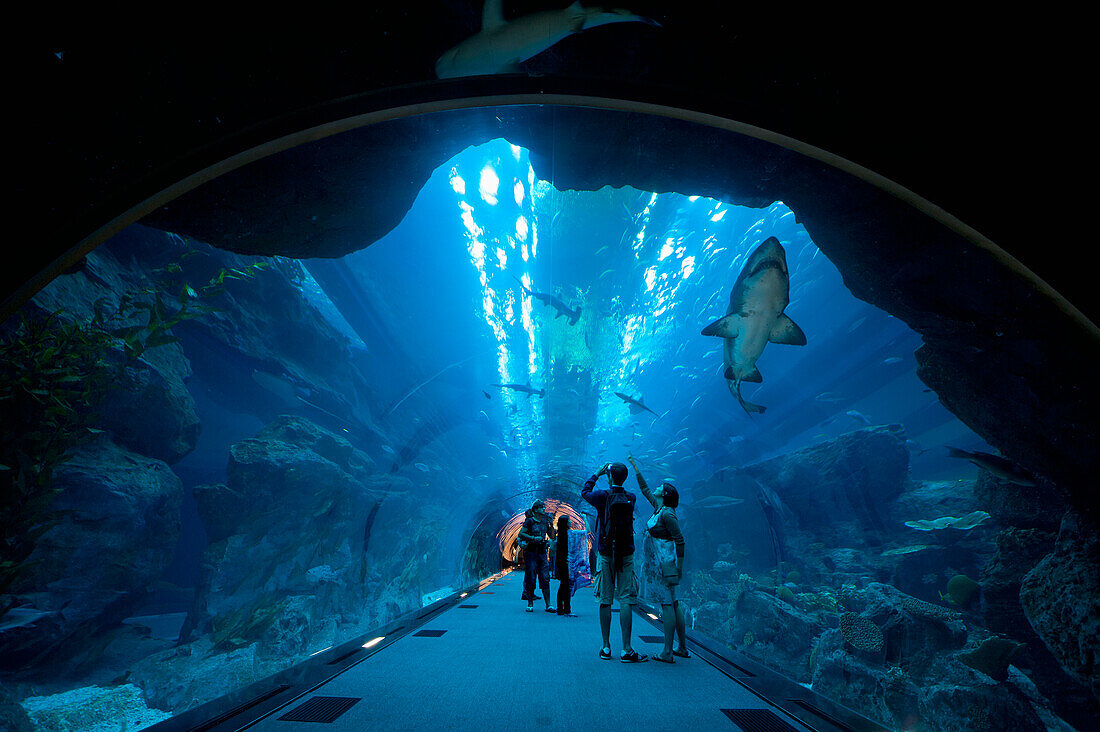 Haie schwimmen über den Menschen im Tunnel, Dubai Mall Aquarium, Dubai, Vereinigte Arabische Emirate