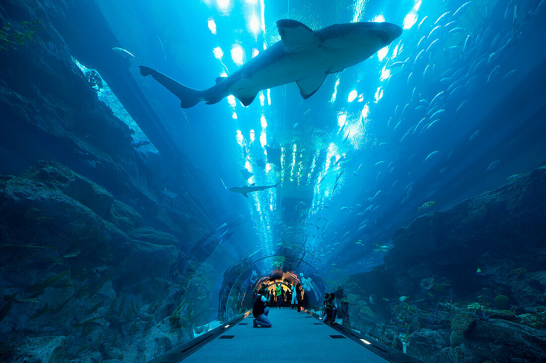 Haie schwimmen über den Menschen im Tunnel, Dubai Mall Aquarium, Dubai, Vereinigte Arabische Emirate