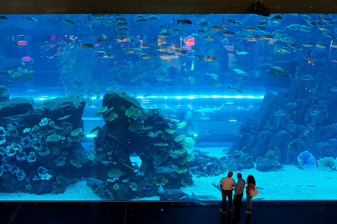 Menschen, die in ein großes Fenster schauen, Dubai Mall Aquarium, Dubai, Vereinigte Arabische Emirate