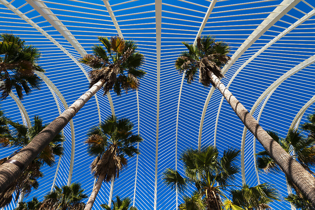 Blick auf Regenschirm und Palmen in Ciudad De Las Artes Y Las Ciencias (Stadt der Künste und Wissenschaften), Valencia, Spanien