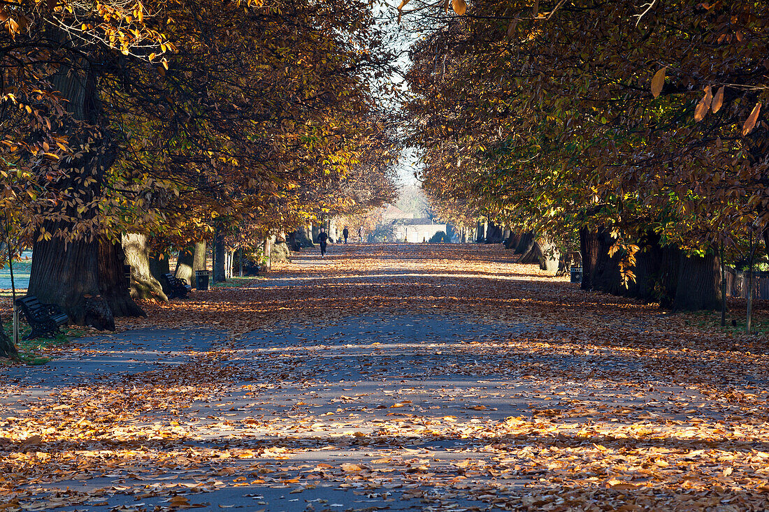 Herbstblätter auf dem Weg im Greenwich Park, Greenwich, London, England, Großbritannien