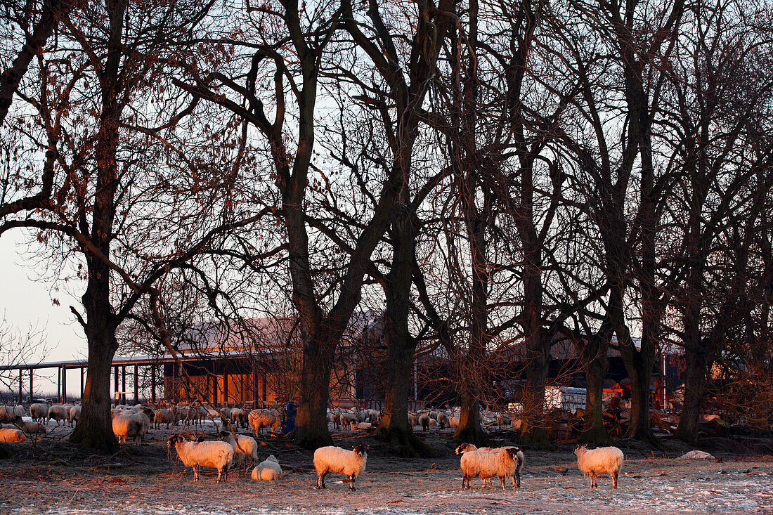 Frostiger Morgen auf dem Bauernhof, Kent, England, Großbritannien