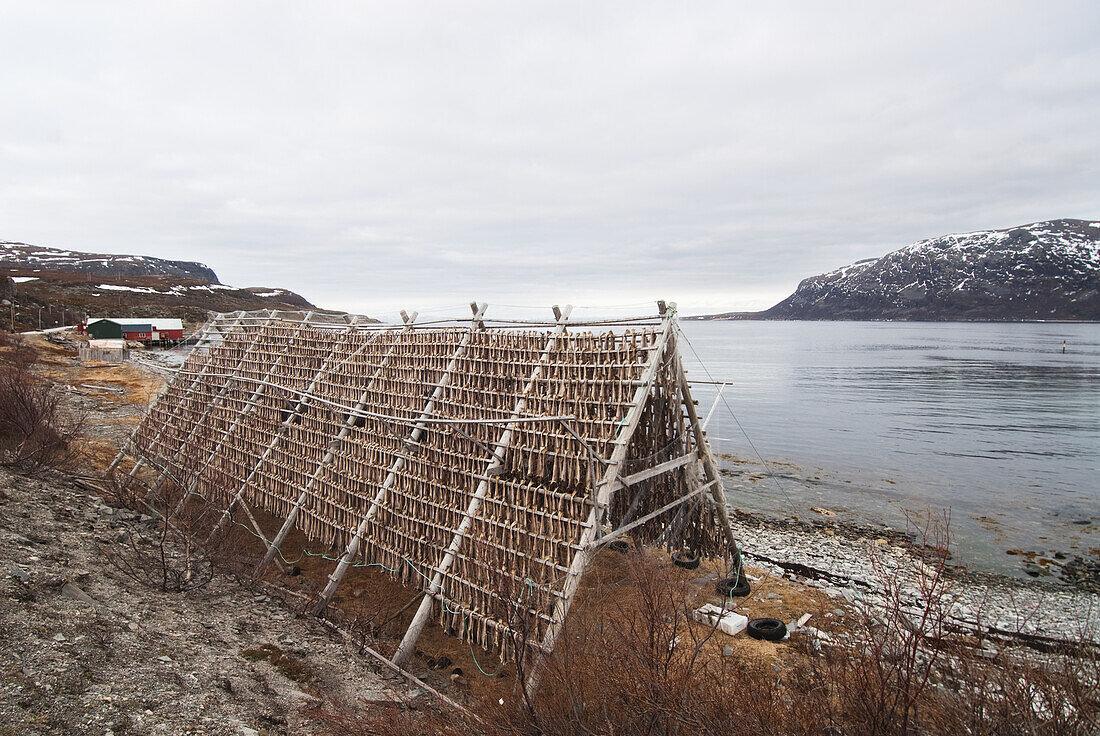 Holzstapel mit trocknendem Kabeljau an der Küste, Norwegen