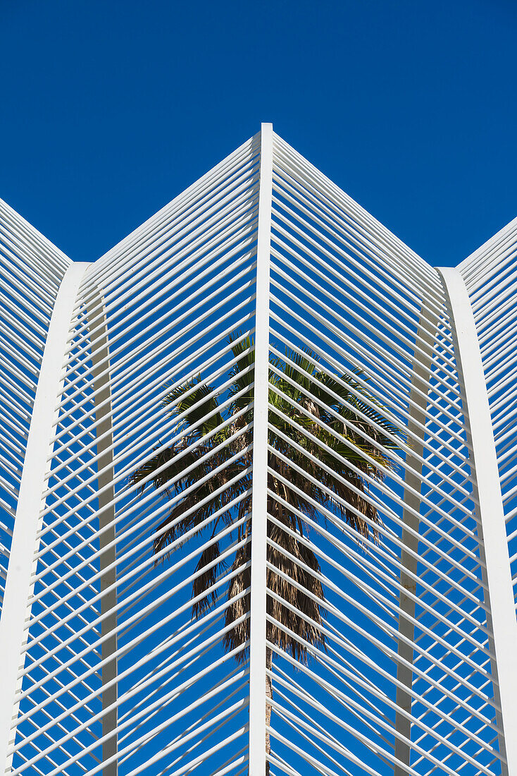 View Of Umbracle And Palm Trees In Ciudad De Las Artes Y Las Ciencias (City Of Arts And Sciences),Valencia,Spain