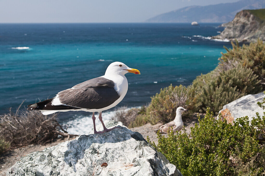 Seagulls,California,Usa