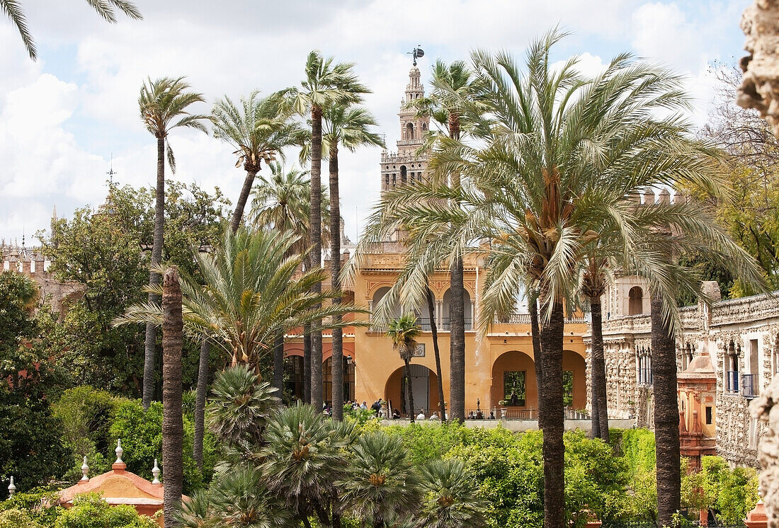 Glockenturm der Kathedrale von Sevilla, Blick von den königlichen Alcazar-Gärten, Sevilla, Andalusien, Spanien