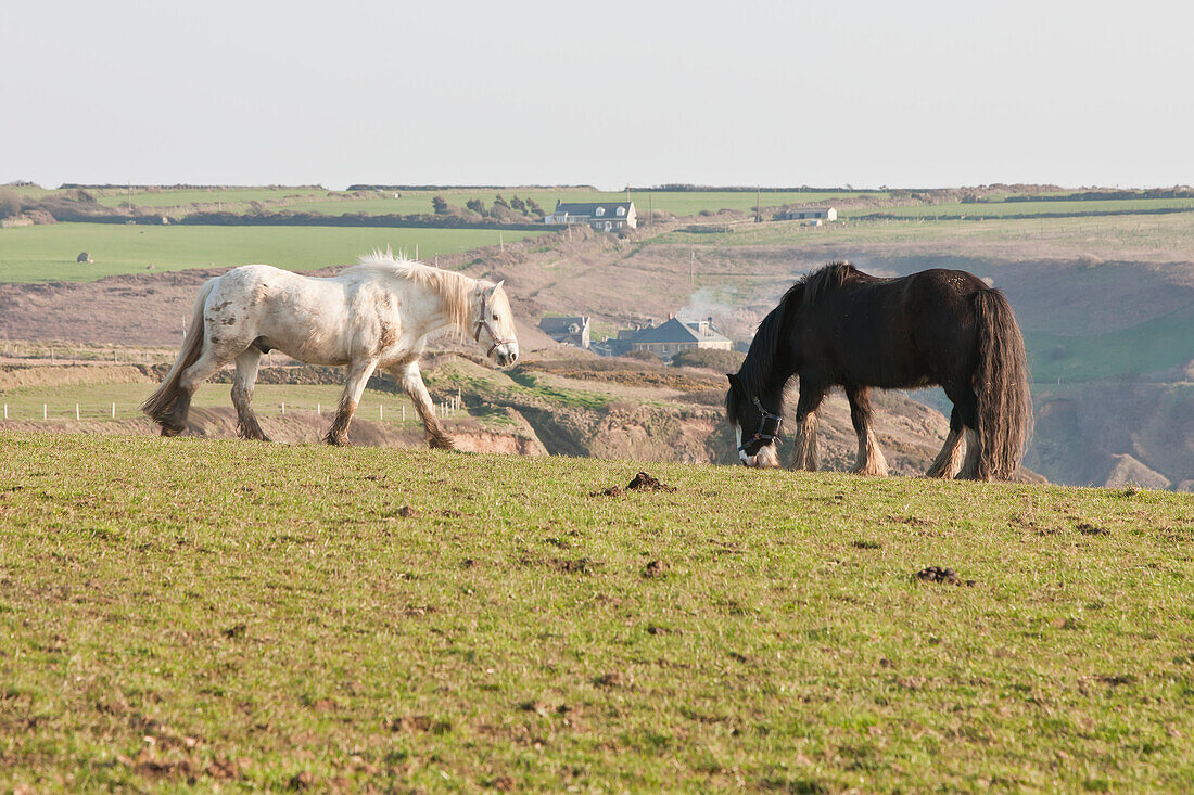 Pferd weidet auf einer Wiese in der Nähe von Nolton Haven, beliebtes Reitzentrum für Touristen und Einheimische, Pembrokeshire Coastal Path, Wales, Großbritannien