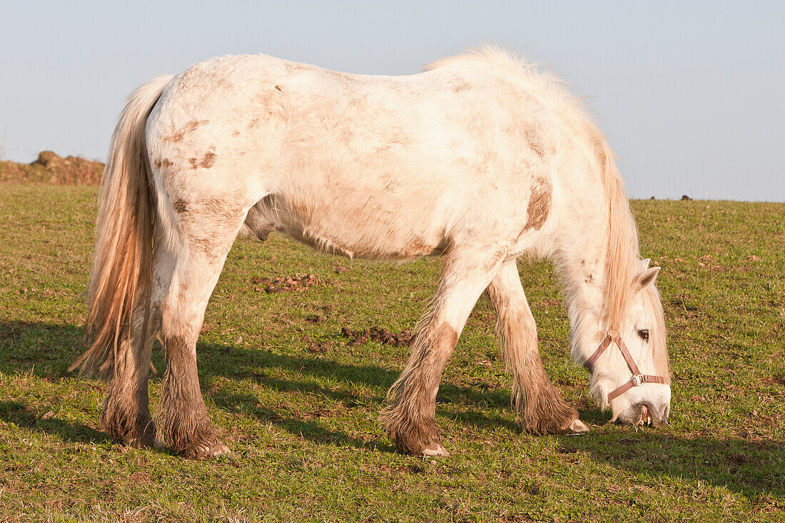 Horse Grazing In Field,Pembrokeshire Coastal Path,Wales,United Kingdom