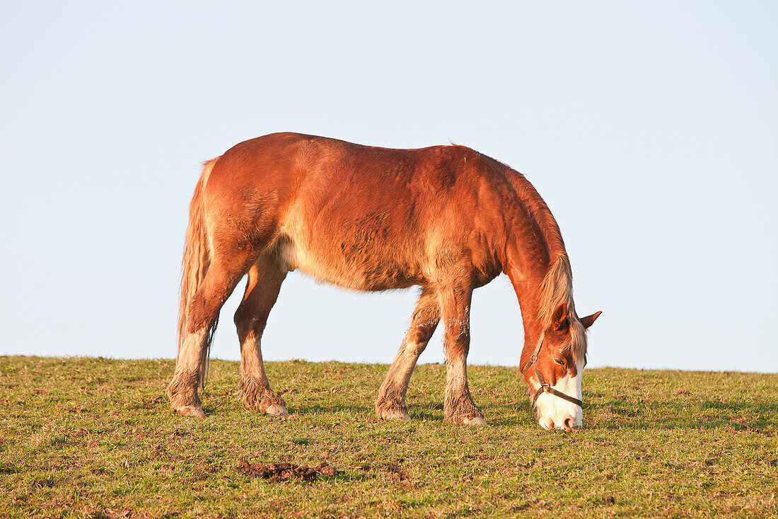 Pferd grasend im Feld,Pembrokeshire Coastal Path,Wales,Vereinigtes Königreich