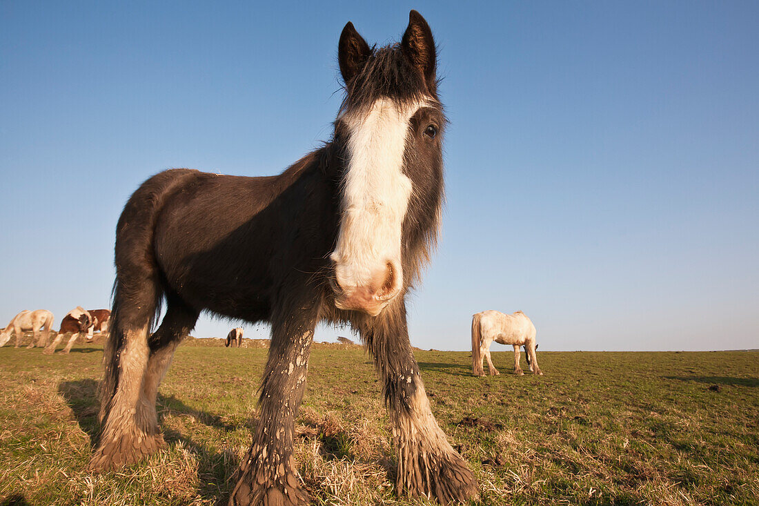 Horses Grazing In Field,Pembrokeshire Coastal Path,Wales,United Kingdom