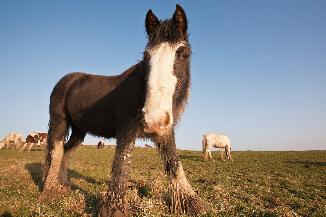 Pferde grasen auf einem Feld,Pembrokeshire Coastal Path,Wales,Vereinigtes Königreich