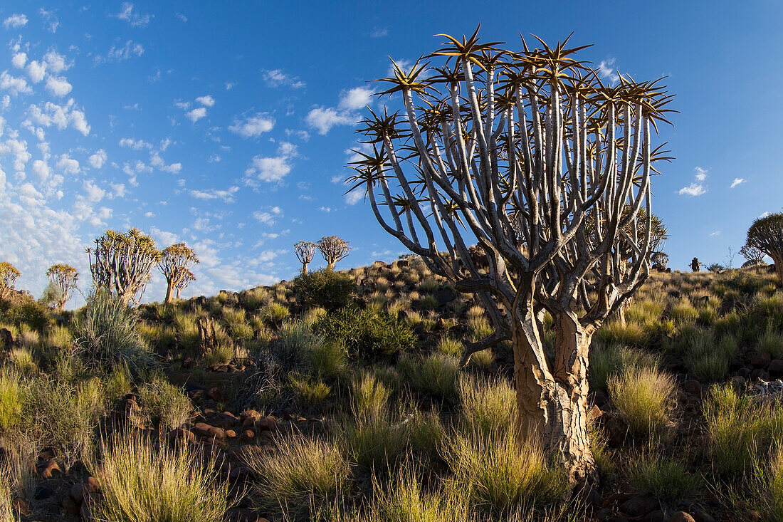 Köcherbaum mit Cirrocumulus Floccus,Namibia