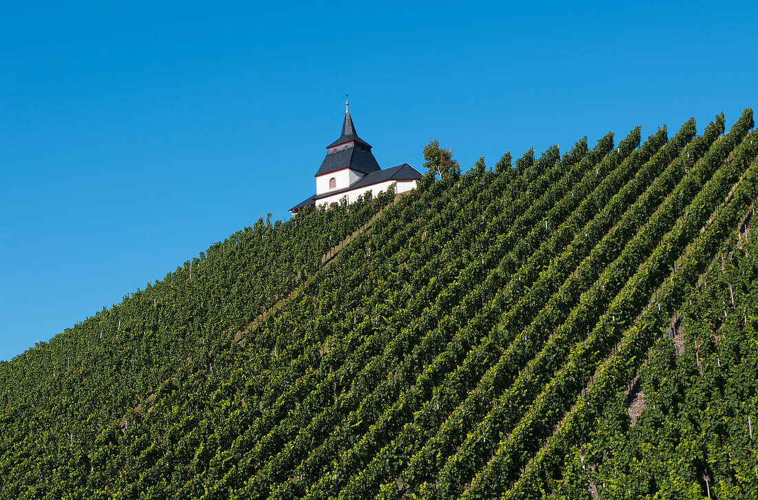 Mosel Valley Leiwen Vineyards,Rhineland-Palatinate,Germany