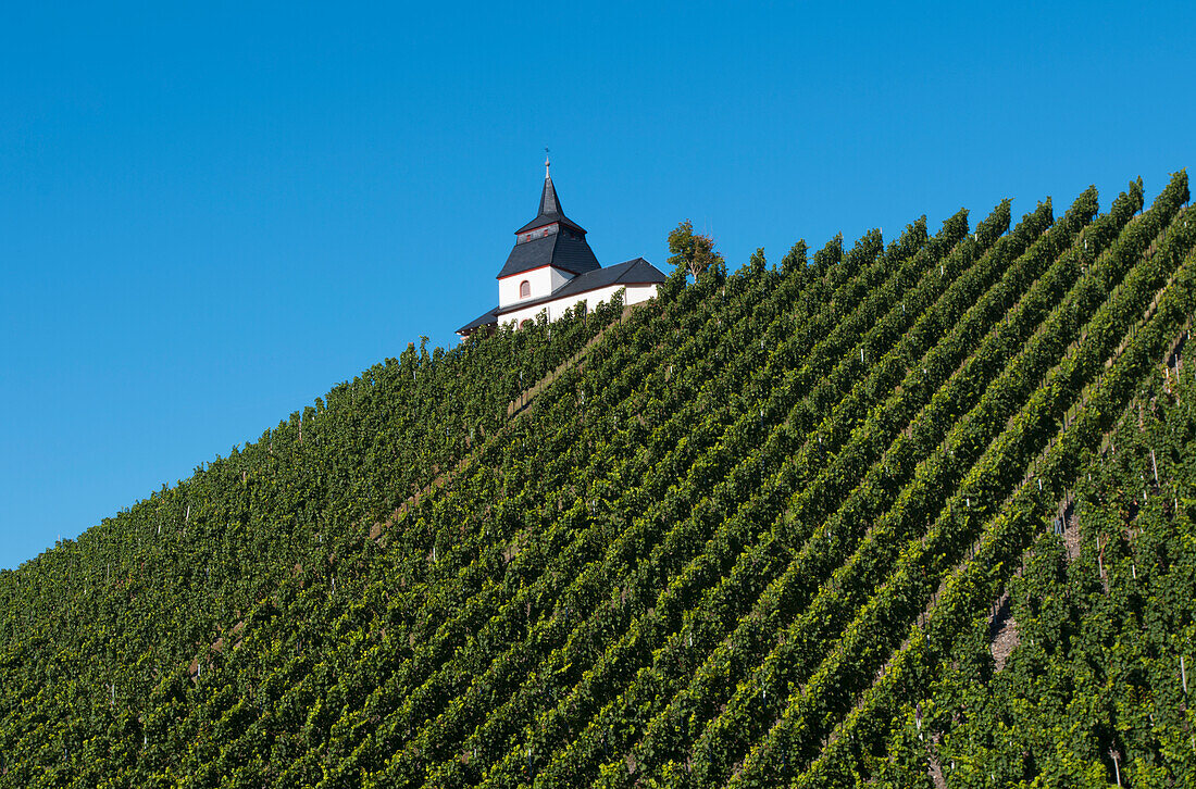 Moseltal Leiwen Weinberge,Rheinland-Pfalz,Deutschland