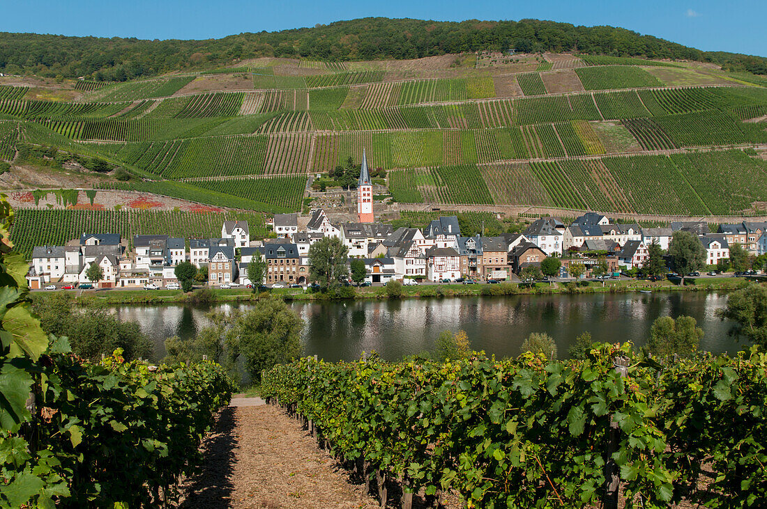 Felder, Weinberge und ein Dorf am Rande eines Flusses im Moseltal, Zell, Rheinland-Pfalz, Deutschland