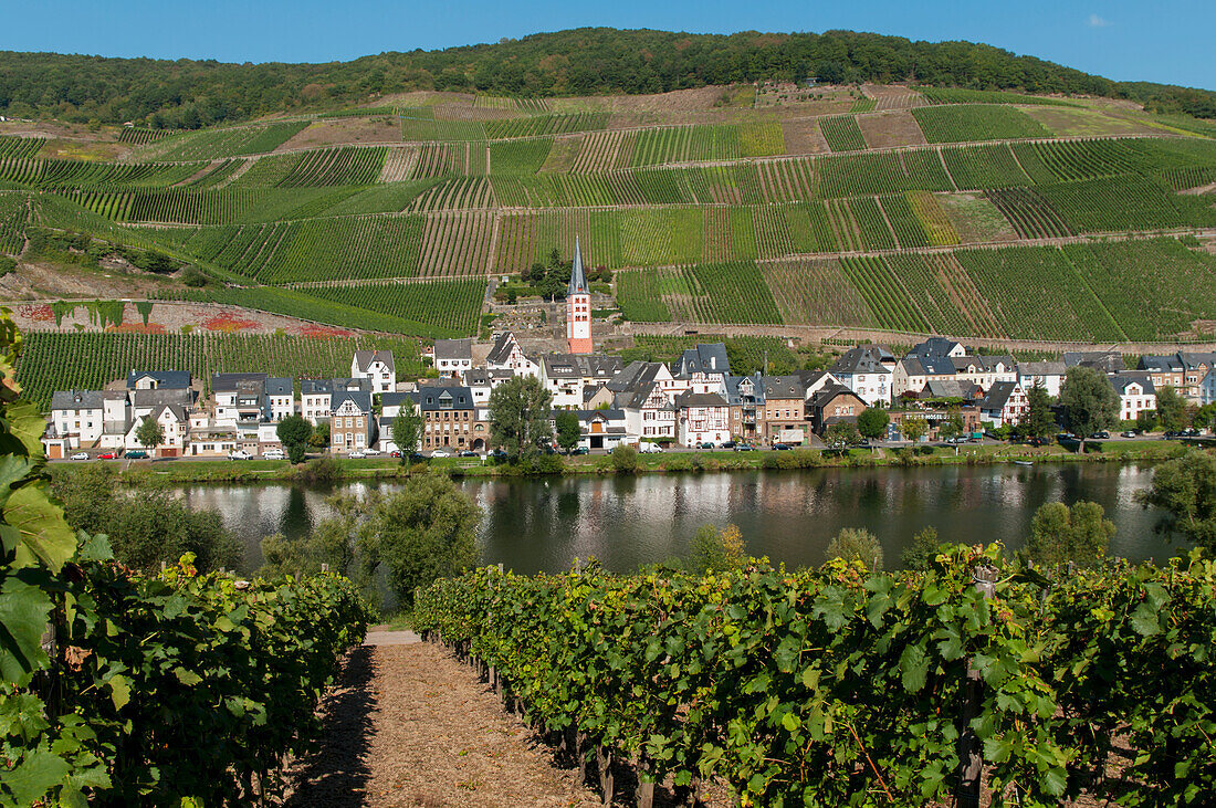 Fields,Vineyards And A Village On The Edge Of A River In Mosel Valley,Zell,Rhineland-Palatinate,Germany