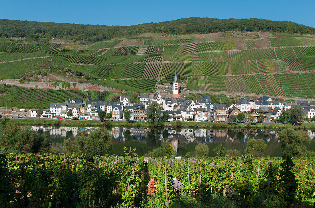 Felder, Weinberge und ein Dorf am Rande eines Flusses im Moseltal,Zell,Rheinland-Pfalz,Deutschland