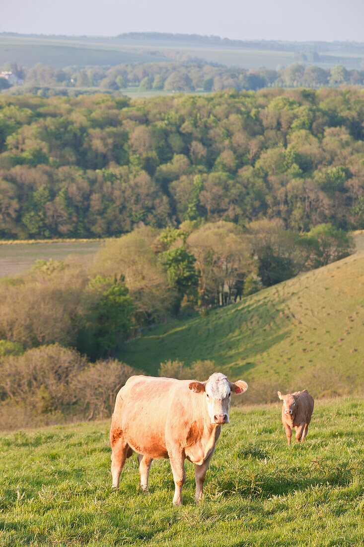 Weidende Kühe auf einem Feld bei Wingreen Hill, Dorset, England