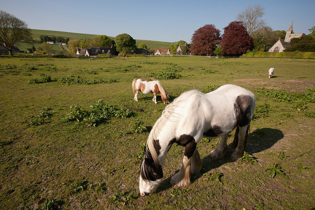 Ponys in der typischen englischen Hügellandschaft, Kingston Deverill, Wiltshire, England