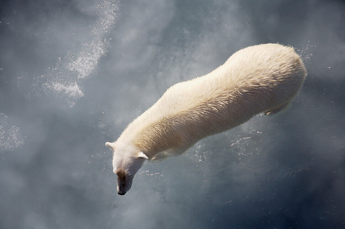 Polar Bear On Melting Sea Ice,High Angle View From Cruise Ship,Svalbard,Norway
