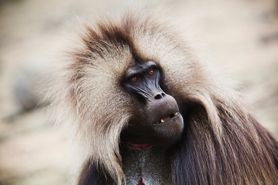 Gelada-Pavian (Theropithecus Gelada) in den Simien-Bergen, Äthiopien