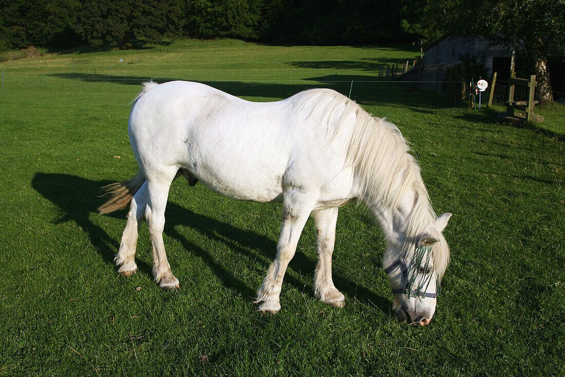 Horse Grazing At Sundown Near Uley Village In The Cotswolds,On The Famous National Trail 100 Mile Cotswold Way Trail,Gloucestershire,England