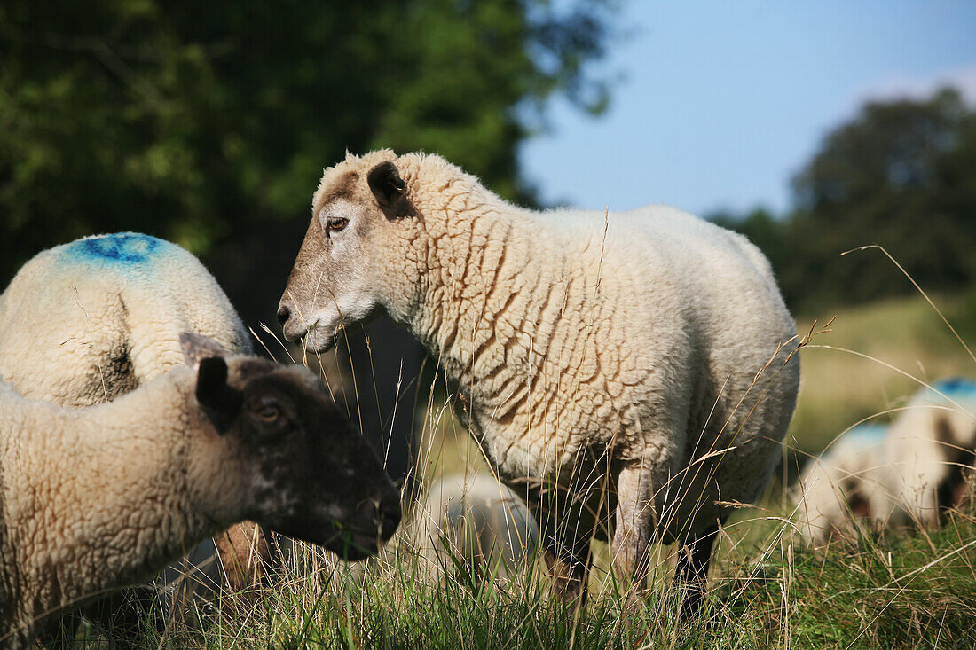 Sheep Grazing At Cleeve Hill,The Highest Point In The Cotswolds On The Famous National Trail 100 Mile Cotswold Way Trail Above Cheltenham,Gloucestershire,England