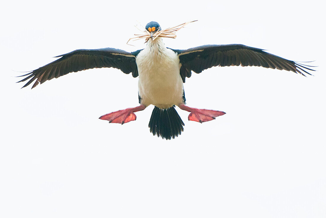 Blauaugenscharbe (Leucocarbo atriceps) im Flug mit einem Mund voll Nistmaterial,Antarktis