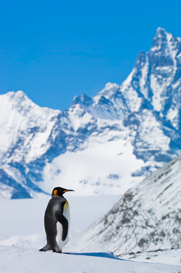 Porträt eines Königspinguins (Aptenodytes patagonicus), der in einer hellen Schneelandschaft auf der Insel Südgeorgien steht,Südgeorgien,Antarktis