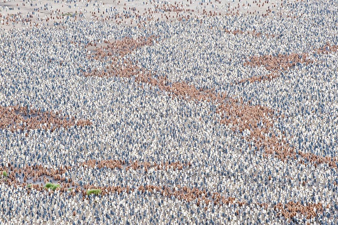 Large colony of King penguins (Aptenodytes patagonicus) with their chicks in Antarctica,South Georgia Island,Antarctica