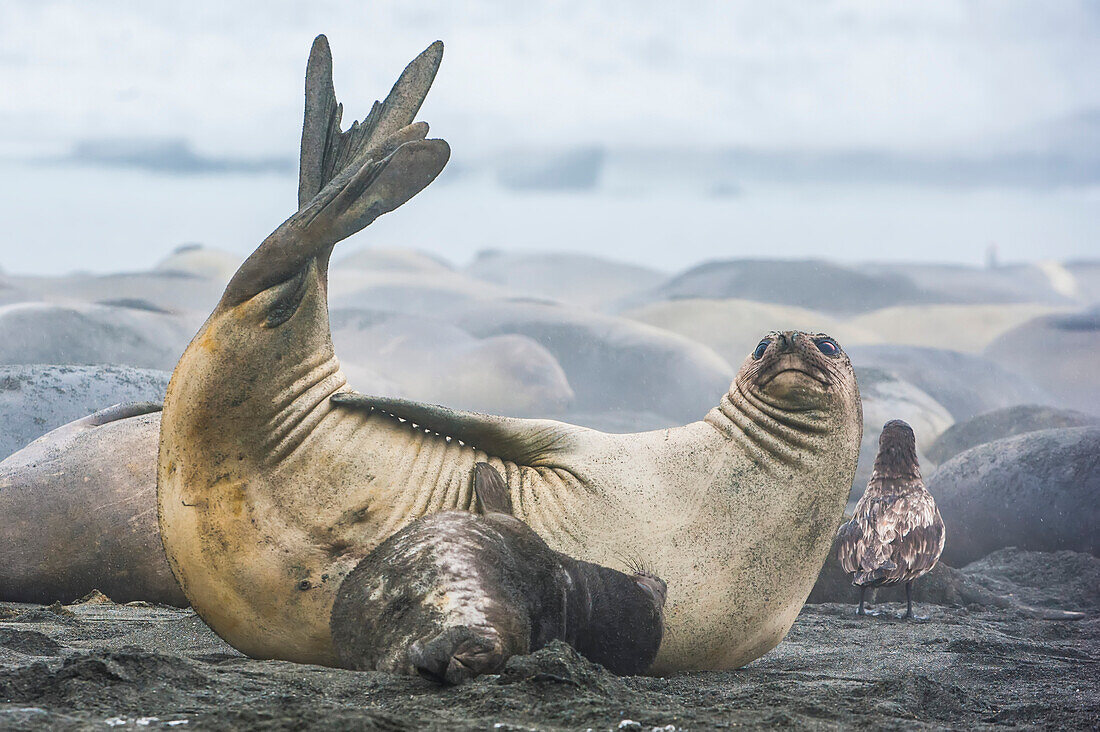 Southern elephant seal (Mirounga leonina) with pup,South Georgia Island