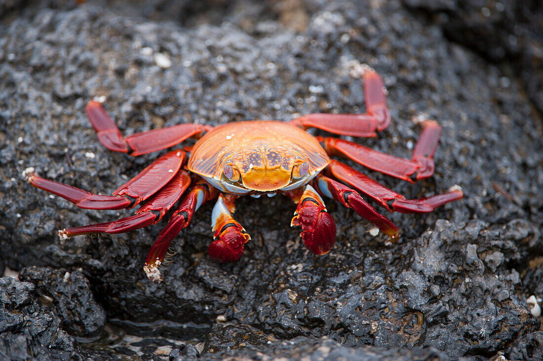Sally Lightfoot crab (Grapsus grapsus) on a rock in Galapagos National Park,Galapagos Islands,Ecuador
