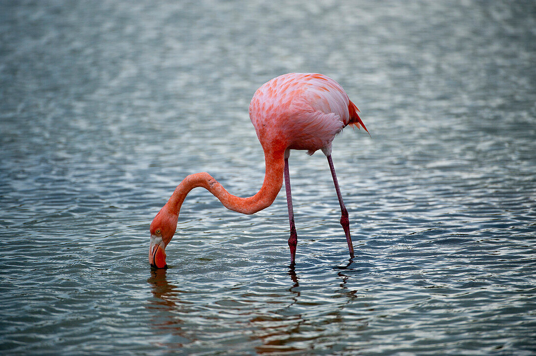 Amerikanischer Flamingo (Phoenicopterus ruber) bei der Futtersuche im Wasser im Galapagos-Nationalpark, Galapagos-Inseln, Ecuador