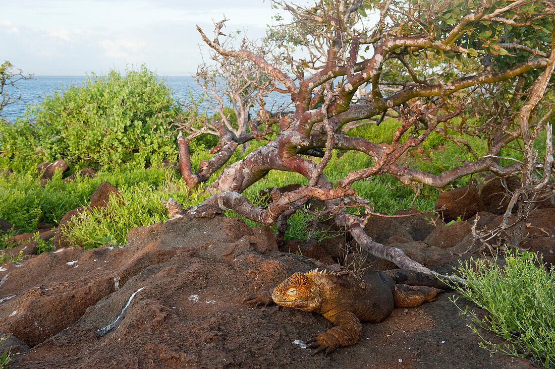Galapagos-Landleguan (Conolophus subcristatus) auf der Nord-Seymour-Insel im Galapagos-Nationalpark,Galapagos-Inseln,Ecuador