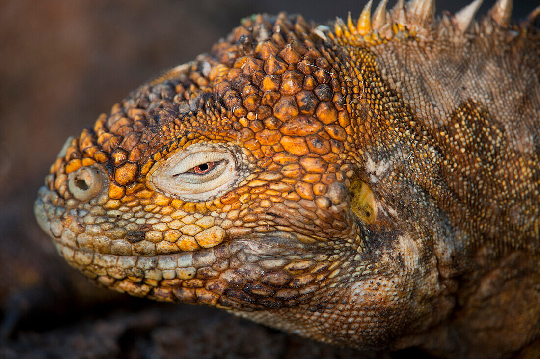 Nahaufnahme eines Galapagos-Landleguans (Conolophus subcristatus) im Nationalpark der Galapagos-Inseln, North Seymour Island, Galapagos-Inseln, Ecuador