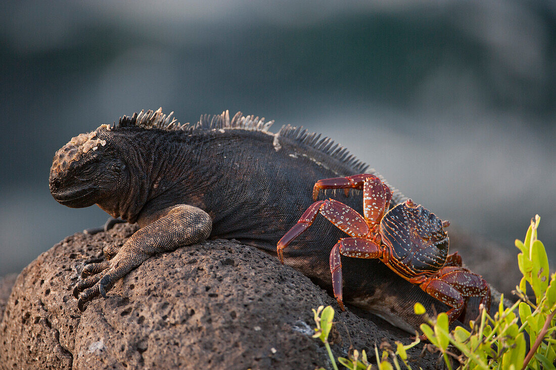 Red rock crab (Grapsus grapsus) climbs atop a Marine iguana (Amblyrhynchus Cristatus) in Galapagos Islands National Park,North Seymour Island,Galapagos Islands,Ecuador