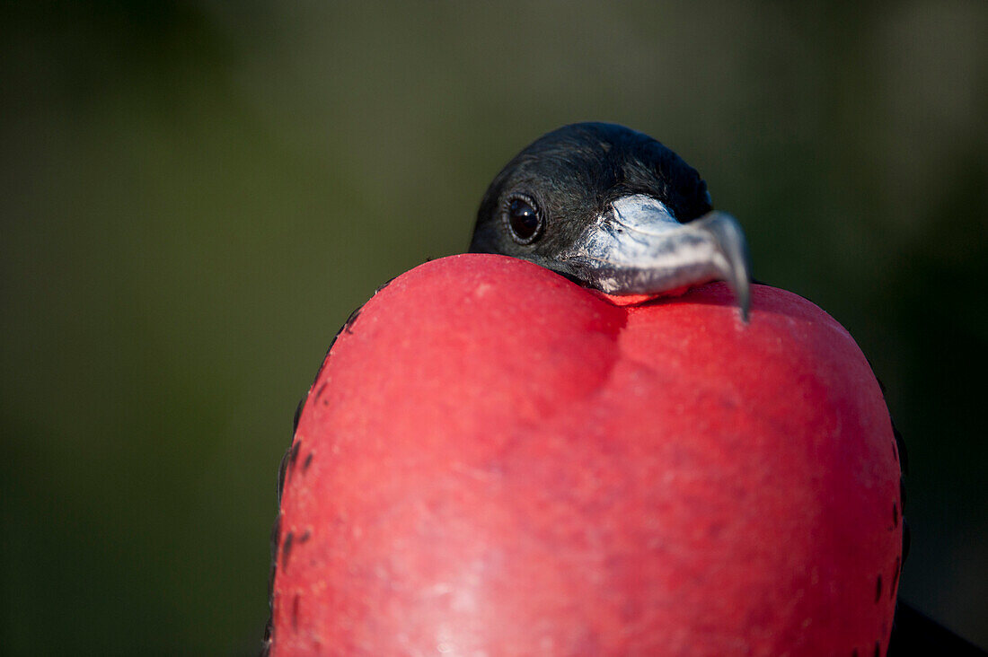 Männlicher Prachtfregattvogel (Fregata magnificens) zeigt seinen Nackenbeutel, um Weibchen anzulocken, im Galapagos-Nationalpark auf der Nord-Seymour-Insel, Galapagos-Inseln, Ecuador