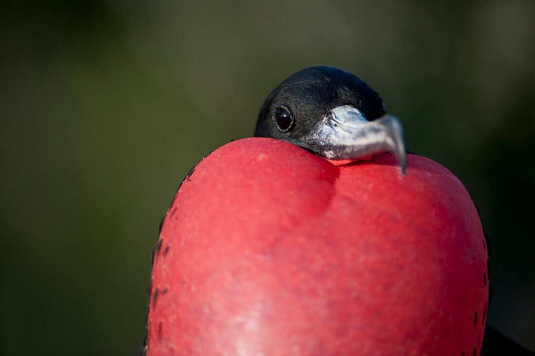 Male Magnificent frigatebird (Fregata magnificens) displays his neck pouch to attract females in Galapagos Islands National Park,North Seymour Island, Galapagos Islands,Ecuador