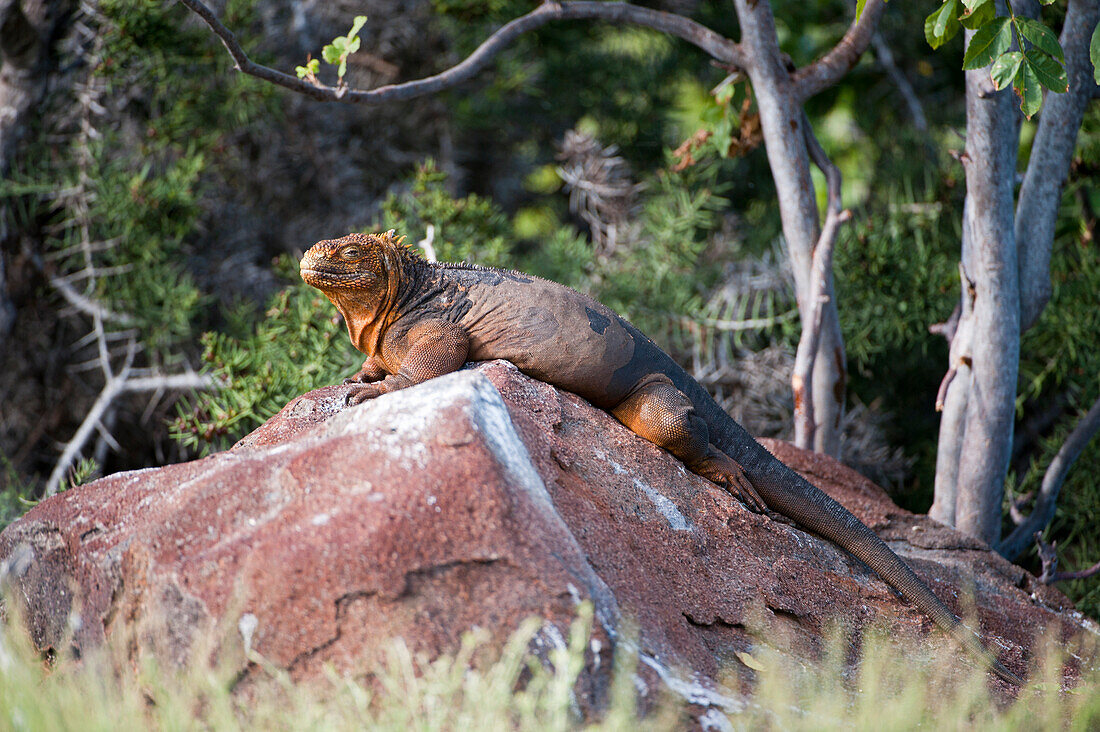 Close view of a Galapagos land iguana (Conolophus subcristatus) in Galapagos Islands National Park,North Seymour Island,Galapagos Islands,Ecuador