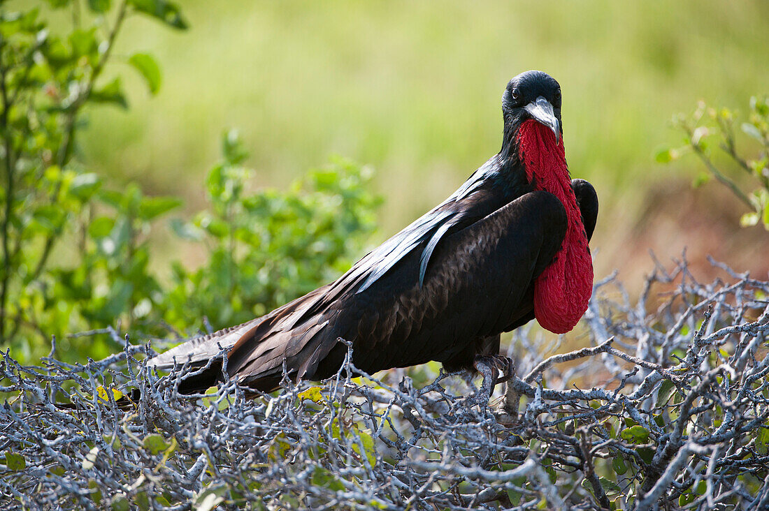 Male Magnificent frigatebird (Fregata magnificens) on North Seymour Island in Galapagos Islands National Park,North Seymour Island, Galapagos Islands,Ecuador