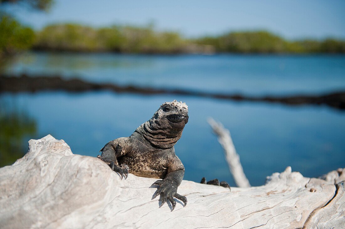 Marine iguana (Amblyrhynchus cristatus) in Galapagos Islands National Park,Fernandina Island,Galapagos Islands,Ecuador