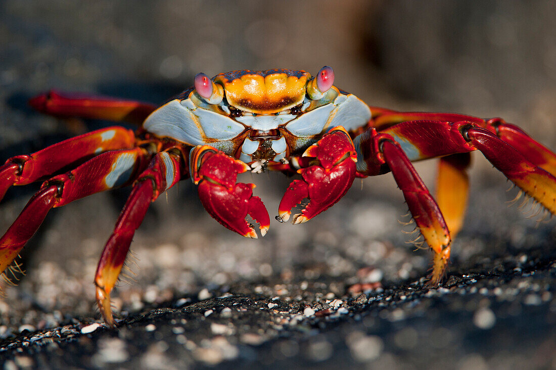 Close-up portrait of a Sally Lightfoot crab (Grapsus grapsus) on Fernandina Island in Galapagos Islands National Park,Fernandina Island,Galapagos Islands,Ecuador