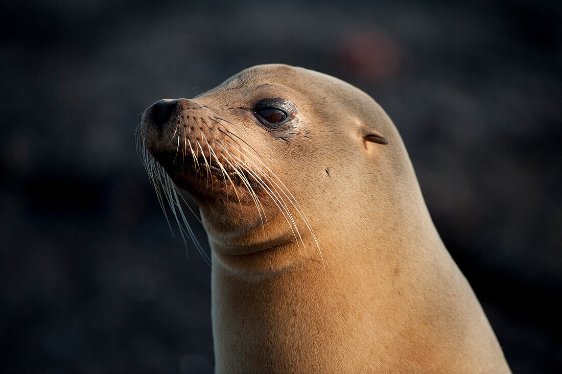 Endangered Galapagos sea lion (Zalophus wollebaeki) on Fernandina Island in Galapagos Islands National Park,Fernandina Island,Galapagos Islands,Ecuador