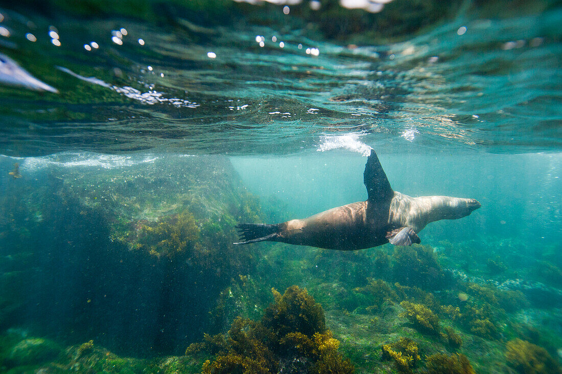 Galapagos-Seelöwe (Zalophus wollebaeki) beim Schwimmen unter Wasser im Galapagos-Inseln-Nationalpark, Fernandina-Insel, Galapagos-Inseln, Ecuador
