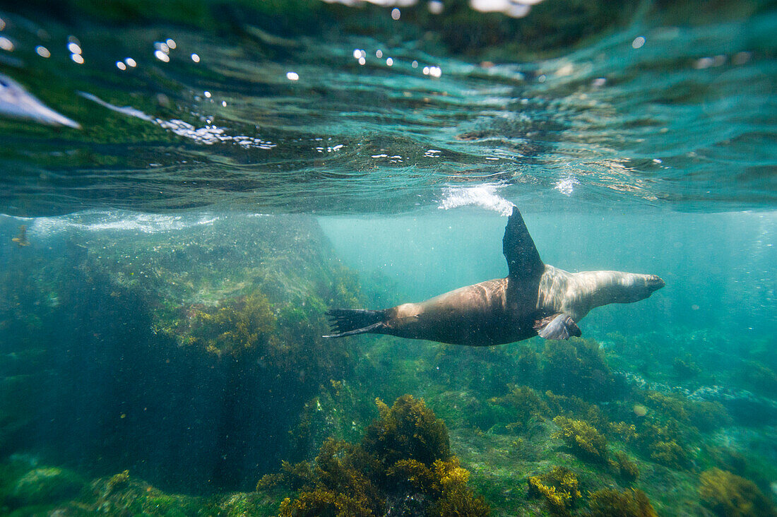 Galapagos sea lion (Zalophus wollebaeki) swimming underwater in Galapagos Islands National Park,Fernandina Island,Galapagos Islands,Ecuador