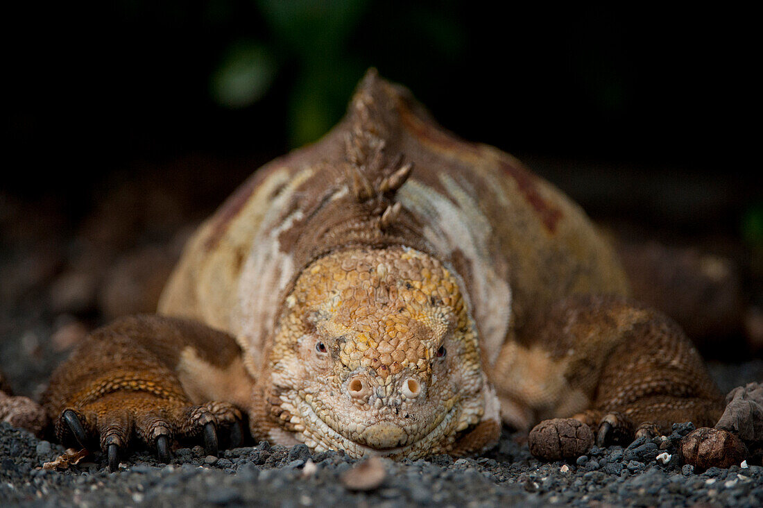 Nahaufnahme eines Galapagos-Landleguans (Conolophus subcristatus) in der Urbina-Bucht im Galapagos-Inseln-Nationalpark, Insel Isabela, Galapagos-Inseln, Ecuador